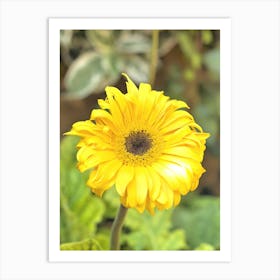 Yellow Gerbera Art Print