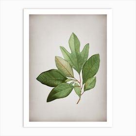 Vintage Bay Laurel Branch Botanical on Parchment n.0130 Art Print