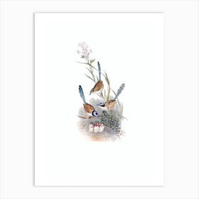 Vintage Crowned Wren Bird Illustration on Pure White n.0397 Art Print