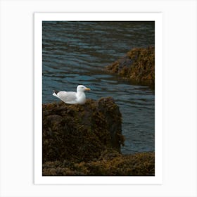 The Lonely Seagull Art Print