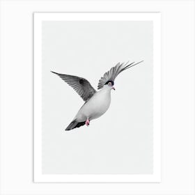 Pigeon B&W Pencil Drawing 1 Bird Art Print