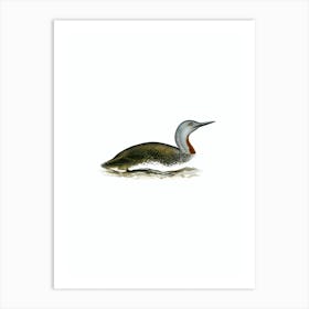 Vintage Red Throated Loon Bird Illustration on Pure White n.0210 Art Print