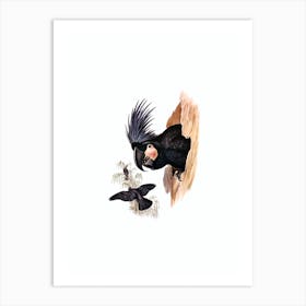 Vintage Great Palm Cuckatoo Bird Illustration on Pure White n.0398 Art Print