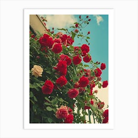 Roses 4 Art Print