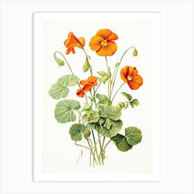 Nasturtiums Flower Vintage Botanical 1 Art Print