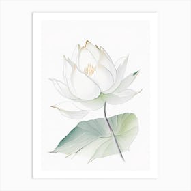 White Lotus Pencil Illustration 3 Art Print