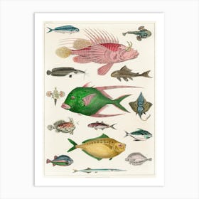 Collection Of Various Fishes, Oliver Goldsmith 1 Art Print