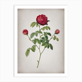 Vintage Agatha Rose in Bloom Botanical on Parchment n.0903 Art Print