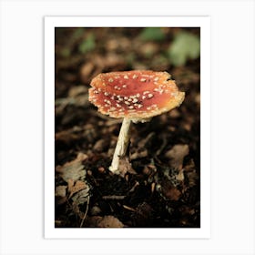 Red Mushroom // Nature Photography 1 1 Art Print