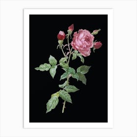 Vintage Provence Rose Botanical Illustration on Solid Black n.0167 Art Print