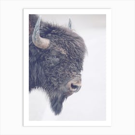 Bison Horns Art Print