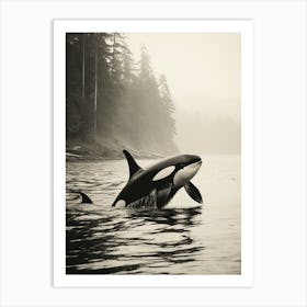 Sepia Misty Orca Whale Forest Scenery Art Print