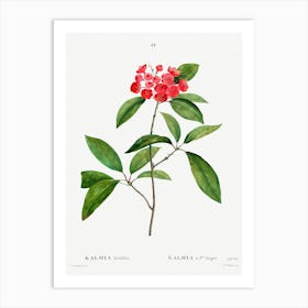 Mountain Laurel, Pierre Joseph Redoute Art Print