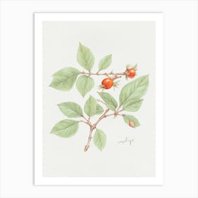 English Hedgerow Rosehip - Textured Botanical Wall Print Set | Floral Collection Art Print Art Print