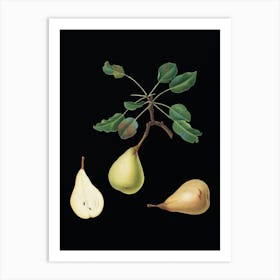 Vintage Pear Botanical Illustration on Solid Black n.0635 Art Print