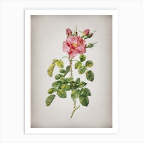 Vintage Four Seasons Rose in Bloom Botanical on Parchment Art Print