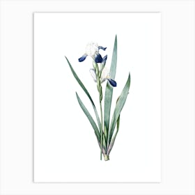 Vintage Tall Bearded Iris Botanical Illustration on Pure White n.0804 Art Print