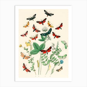 Butterflies And Plants Art Print