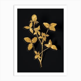 Vintage Pink Clover Botanical in Gold on Black n.0409 Art Print