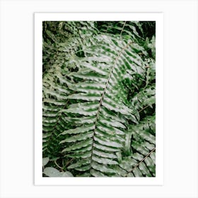 Fern Leaf Background Art Print