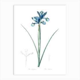 Spanish Iris Illustration, Pierre Joseph Redoute Art Print