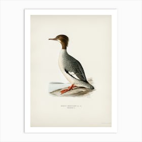 Mergus Merganser, The Von Wright Brothers Art Print