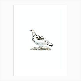 Vintage Rock Ptarmigan Bird Illustration on Pure White n.0120 Art Print