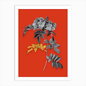 Vintage Shining Rosa Lucida Black and White Gold Leaf Floral Art on Tomato Red n.1197 Art Print
