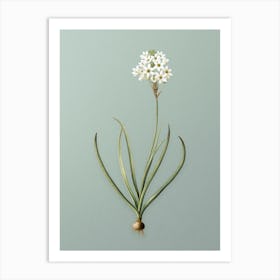 Vintage Arabian Starflower Botanical Art on Mint Green n.0328 Art Print