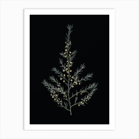 Vintage Sea Asparagus Botanical Illustration on Solid Black n.0676 Art Print