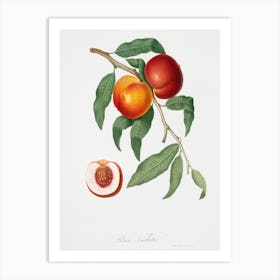 Walnut (Persica Violacea) From Pomona Italiana (1817 1839), Giorgio Gallesio Art Print