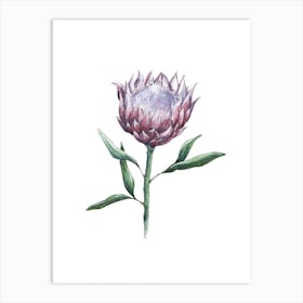 Watercolor Protea Bloom Art Print