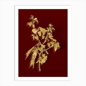 Vintage Judas Tree Botanical in Gold on Red n.0072 Art Print