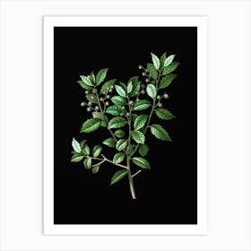 Vintage Evergreen Oak Botanical Illustration on Solid Black n.0863 Art Print