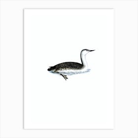 Vintage Red-Thoated Loon Bird Illustration on Pure White n.0141 Art Print