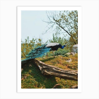 Male Peacock Art Print