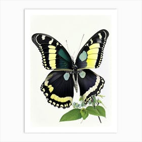 Black Swallowtail Butterfly Decoupage 1 Art Print