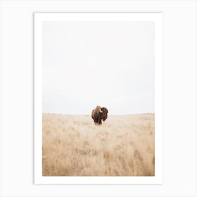 Single Bison In Field Art Print