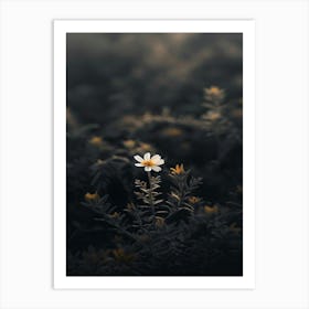 Single Daisy 3 Art Print