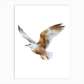 Seagull In Flight.4 Art Print