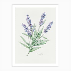 Lavender Herb Sprig - Textured Botanical Wall Print Set | Floral Collection Art Print Art Print