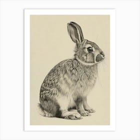 Holland Lop Rabbit Drawing 1 Art Print