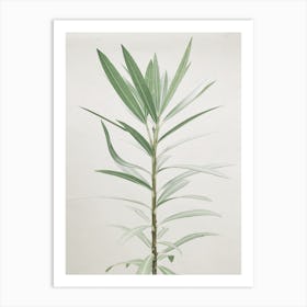 Olive Tree In A Pot Art Print