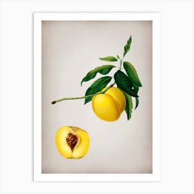 Vintage Yellow Apricot Botanical on Parchment n.0511 Art Print