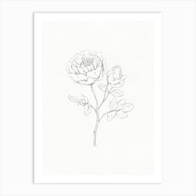 Peony Pencil Sketch Art Print