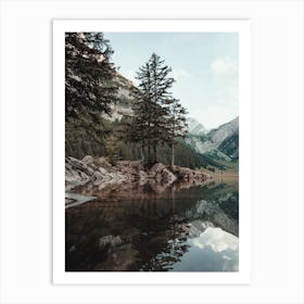 Pine Trees Along Lake Art Print