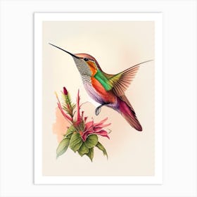 Allen S Hummingbird Retro Drawing Art Print