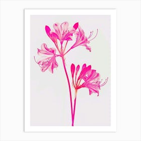 Hot Pink Agapanthus 3 Art Print