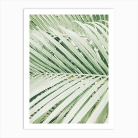 Palm Leaves Background Art Print