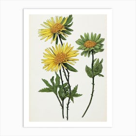 Aster Vintage Botanical Flower Art Print